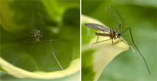 Porricondylinae