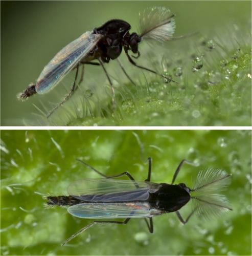 Réf. 290 367 : Orthocladiinae inconnu