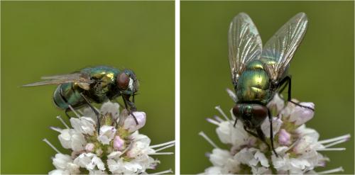 Réf. 290 418 : Neomyia cornicina
