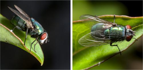 Lucilia sericata
