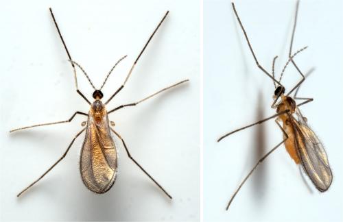 Réf. 290 182 : Cecidomyiinae inconnu