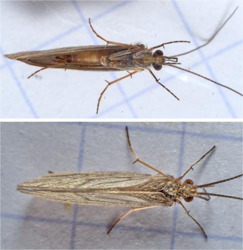 Tinodes waeneri