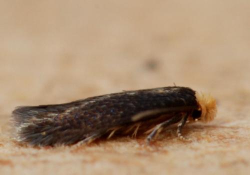 Stigmella suberivora
