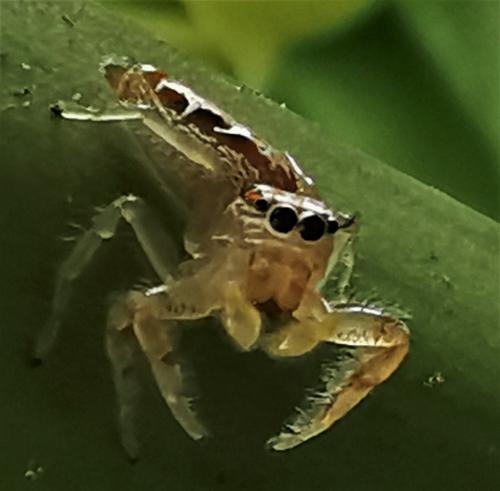 Thyene sp.