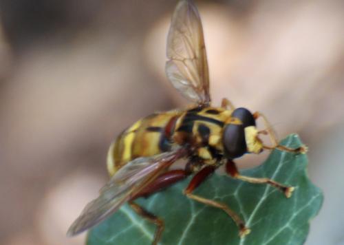 Réf. 290 706 : Milesia crabroniformis