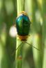 290352 – Photo : florent besson – France (66)