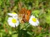 290026 – Photo : Andre Astric – France (68)