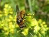 290387 – Photo : Andre Astric – France (68)