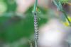 290668 – Photo : Verstraeten Johan – France (07)