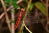 290376 – Photo : Yvon JACQUES – Vietnam