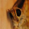 290331 – Photo : Guillaume Chorgnon – France (07)