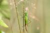 290507 – Photo : Arnaud Badiane – France (01)