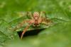 290882 – Photo : Arnaud Badiane – France (78)