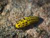 290266 – Photo : Florian ALONSO – France (21)