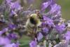 290415 – Photo : Olivier Pouvreau – France (63)