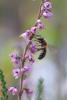 290440 – Photo : Olivier Pouvreau – France (86)