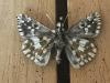 290005 – Photo : Limenitis78 – France (04)