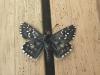 290006 – Photo : Limenitis78 – France (04)