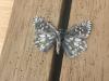 290013 – Photo : Limenitis78 – France (83)