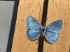 290015 – Photo : Limenitis78 – France (91)