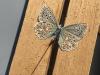 290016 – Photo : Limenitis78 – France (91)