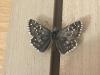 290099 – Photo : Limenitis78 – France (04)