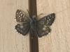 290103 – Photo : Limenitis78 – France (04)