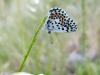 290574 – Photo : Ivan Jaubertie – France (12)