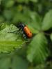 290575 – Photo : Ivan Jaubertie – France (12)