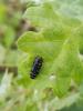 290576 – Photo : Ivan Jaubertie – France (82)