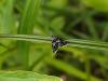 290484 – Photo : Ivan Jaubertie – France (82)