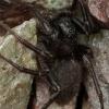 Pardosa sp.