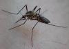 Aedes geniculatus