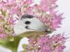 290300 – Photo : Philippe Mothiron – France (78)
