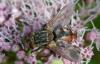 290526 – Photo : Christian Berquer – France (50)