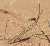290736 – Photo : Gerard VIGO – Sahara occidental