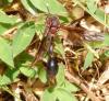 290864 – Photo : Bernard Perthuis – Guyane française