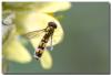 290408 – Photo : DUBOIS Yves – France (01)