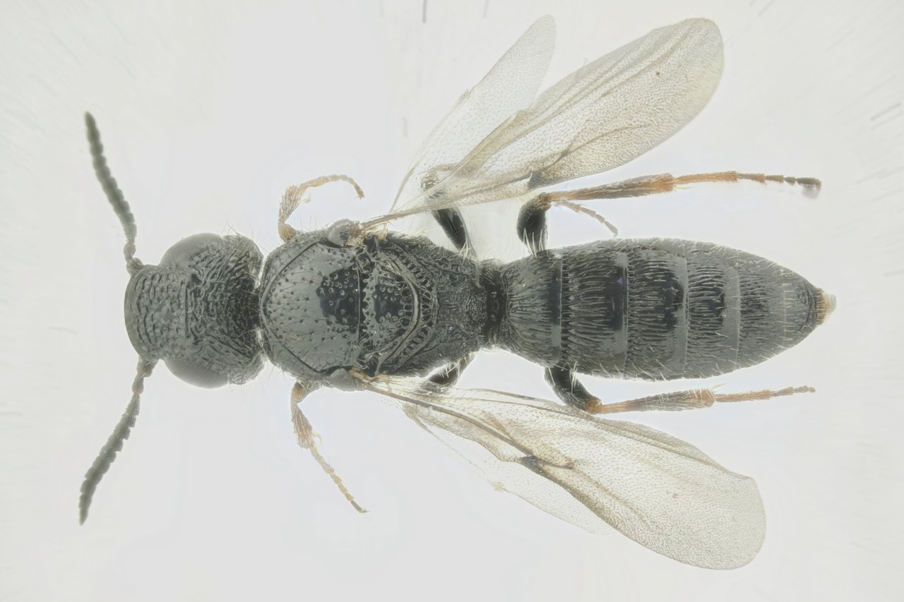 David Ignace - Sparasion cephalotes - réf. 290272 (1280 x 853 pixels, 113 ko)