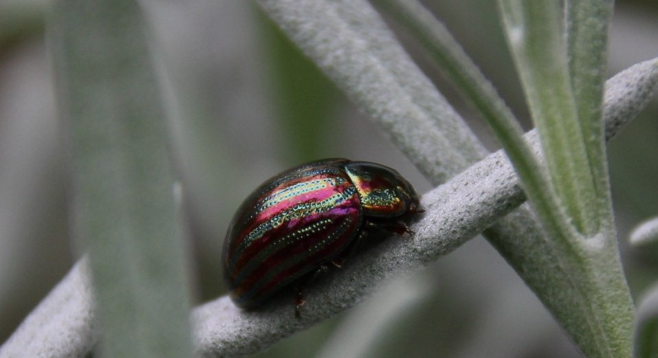 oty - Chrysolina (Taeniochrysea) americana - réf. 290346 (957 x 521 pixels, 99 ko)