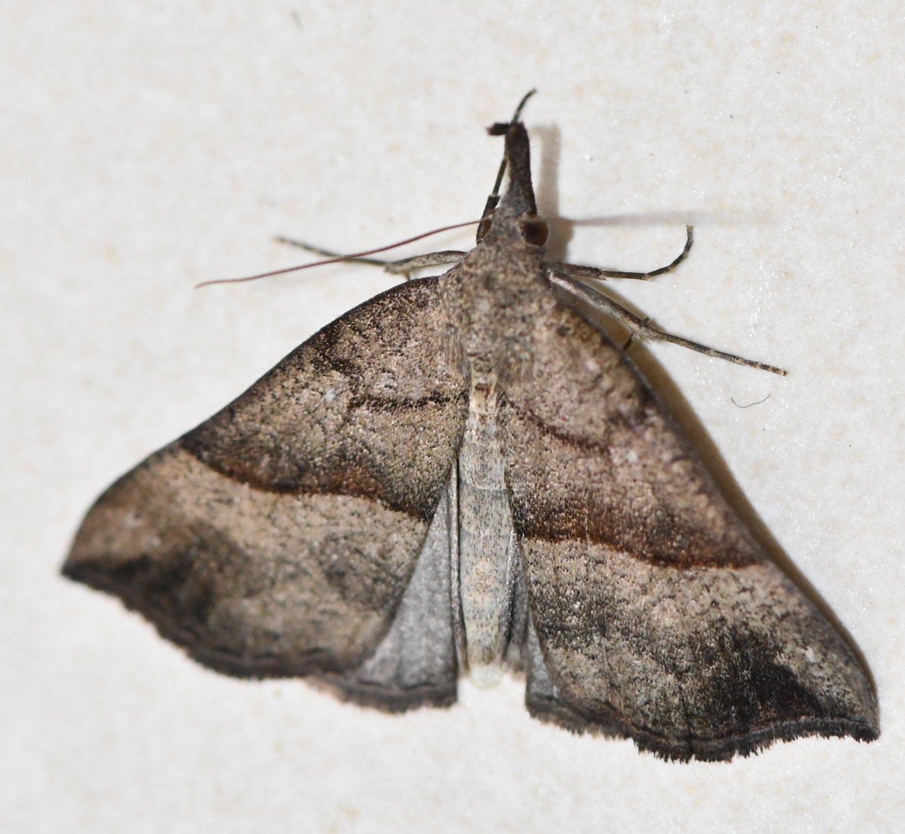 Jean-Michel GAREL - Hypena proboscidalis - réf. 290164 (1300 x 1198 pixels, 201 ko)