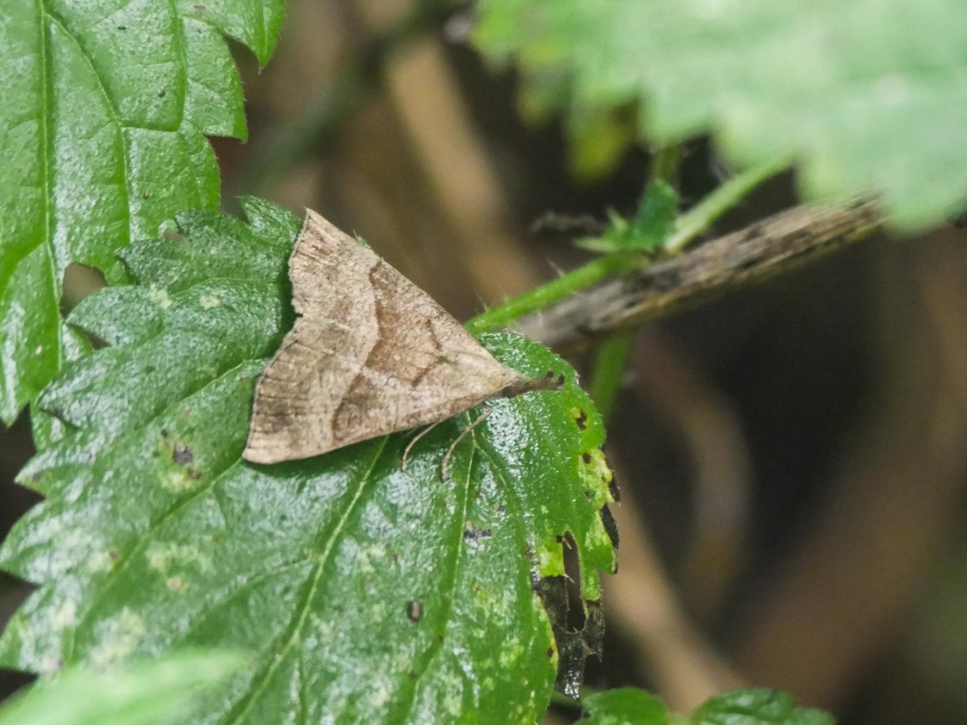 BourrinOman - Hypena proboscidalis - réf. 290579 (1400 x 1050 pixels, 217 ko)