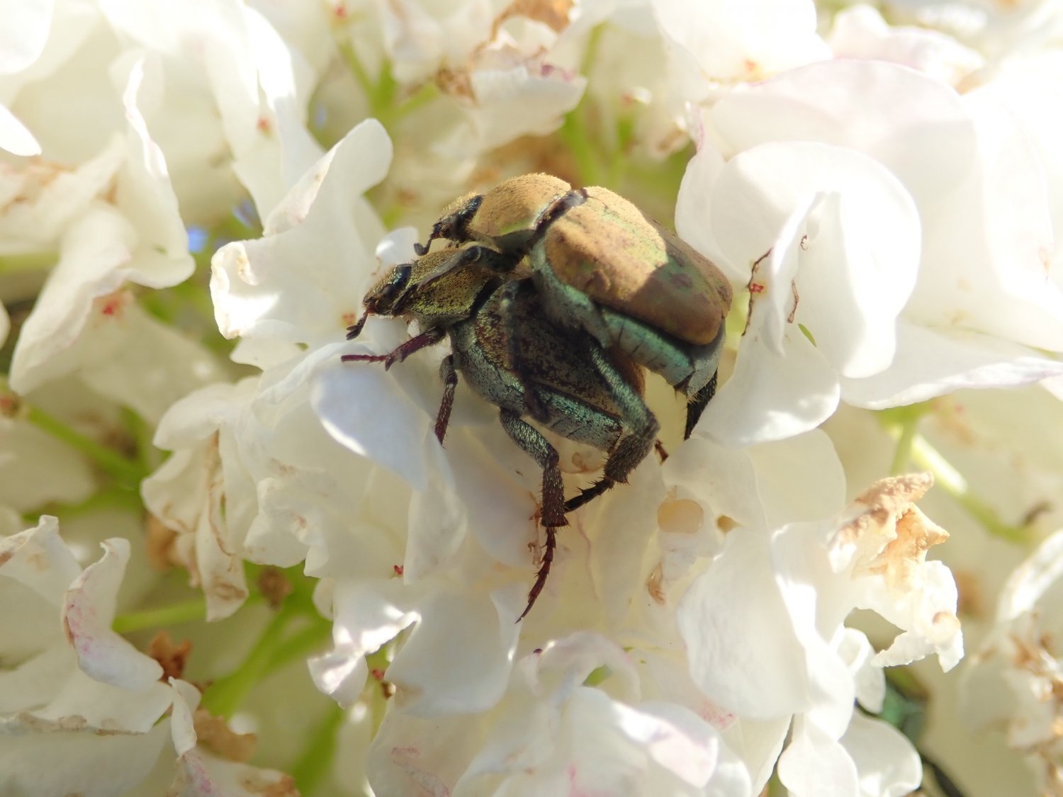 Marlène Crubillé - Hoplia (Hoplia) argentea - réf. 290317 (1500 x 1125 pixels, 154 ko)