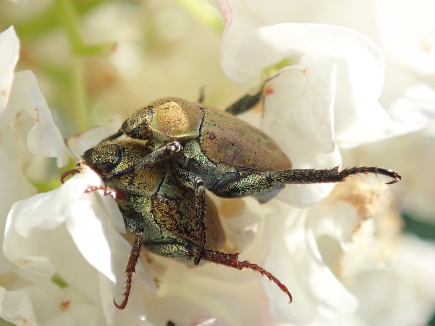 Marlène Crubillé - Hoplia (Hoplia) argentea - réf. 290316 (1500 x 1125 pixels, 173 ko)