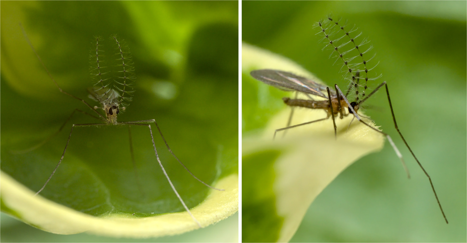 Cédric Mondy - Porricondylinae inconnu - réf. 290183 (1500 x 780 pixels, 213 ko)