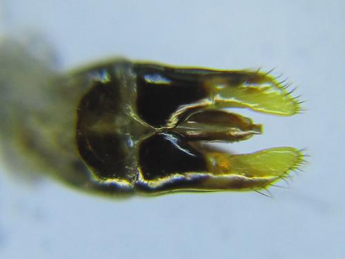 Calameuta filiformis