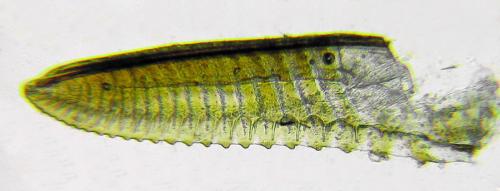 Arge cyanocrocea