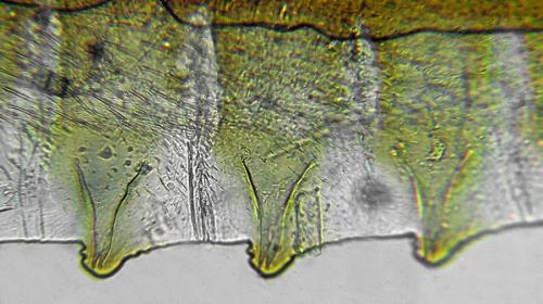 Réf. 291 373 : Macrophya annulata