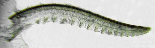 Réf. 291 402 : Pachyprotasis antennata