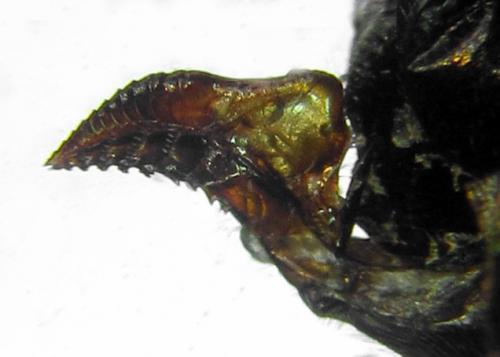 Cladius pectinicornis